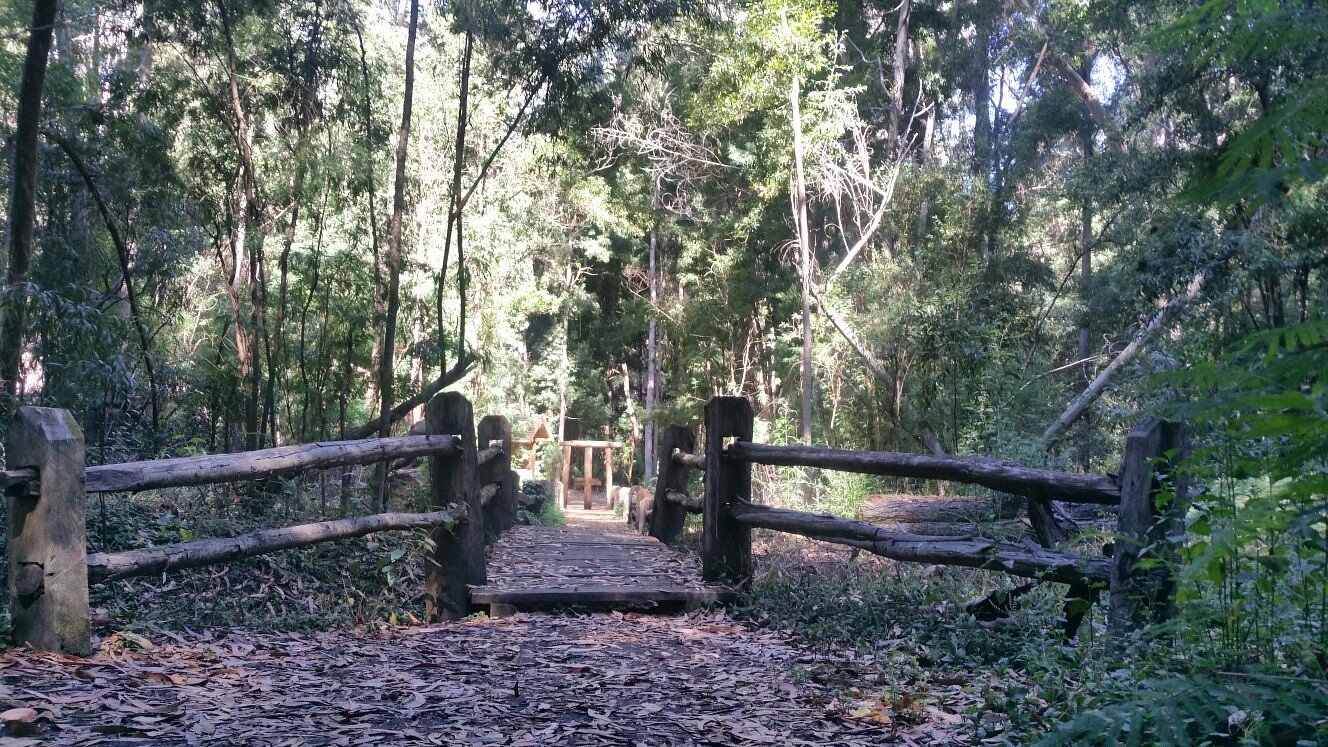 Reserva Forestal Federico Albert cerca de cabañas en Pelluhue